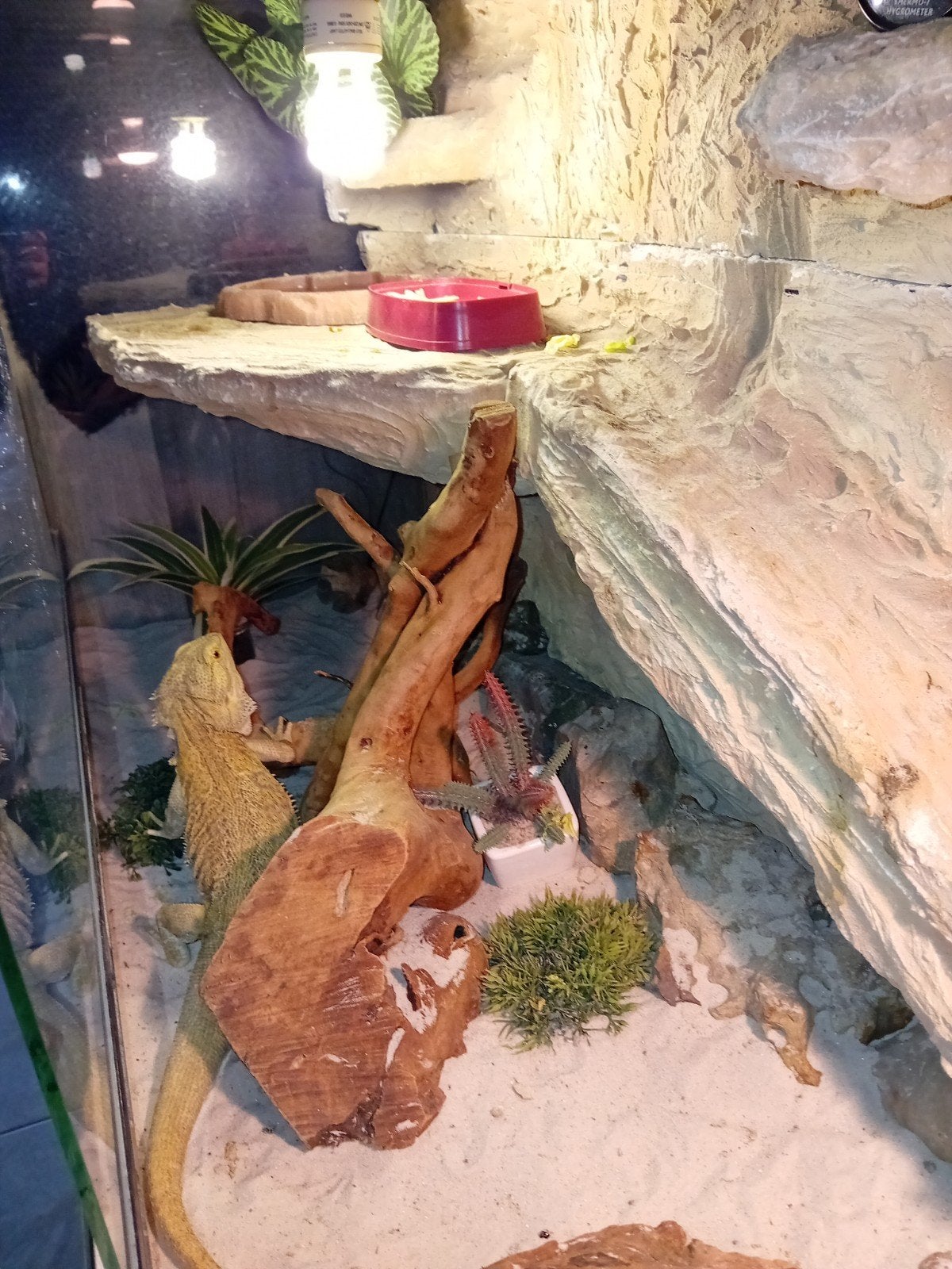 te koop baardagamen, Hagedis, 0 tot 2 jaar