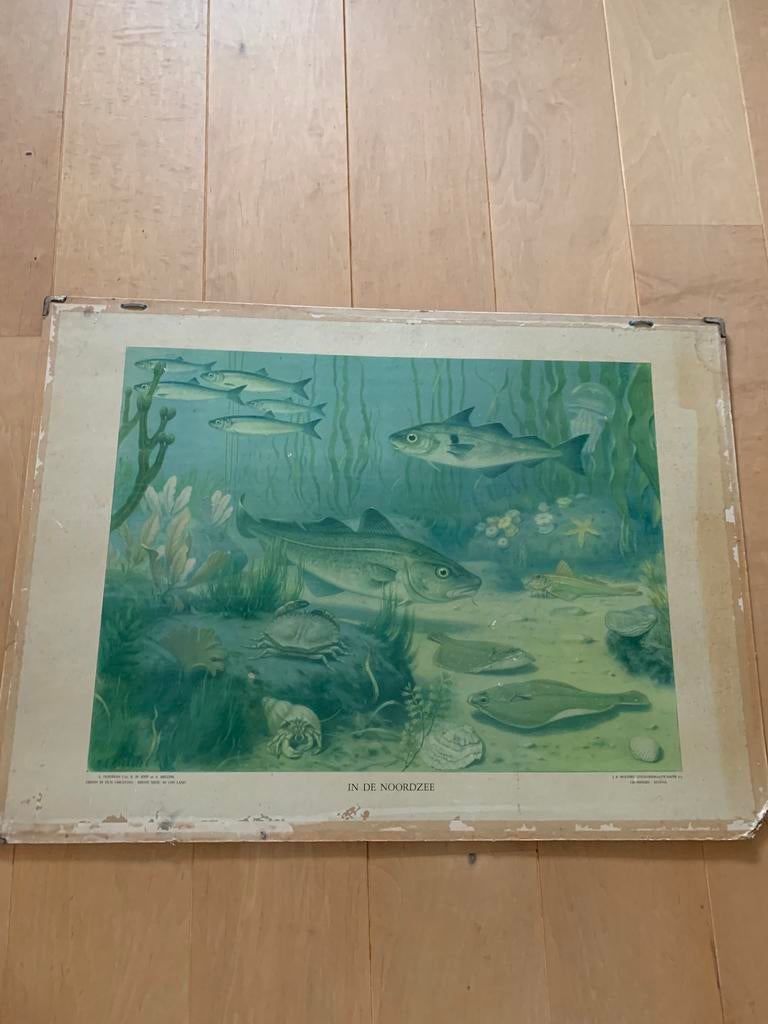 Originele schoolplaat koekoek, Ophalen