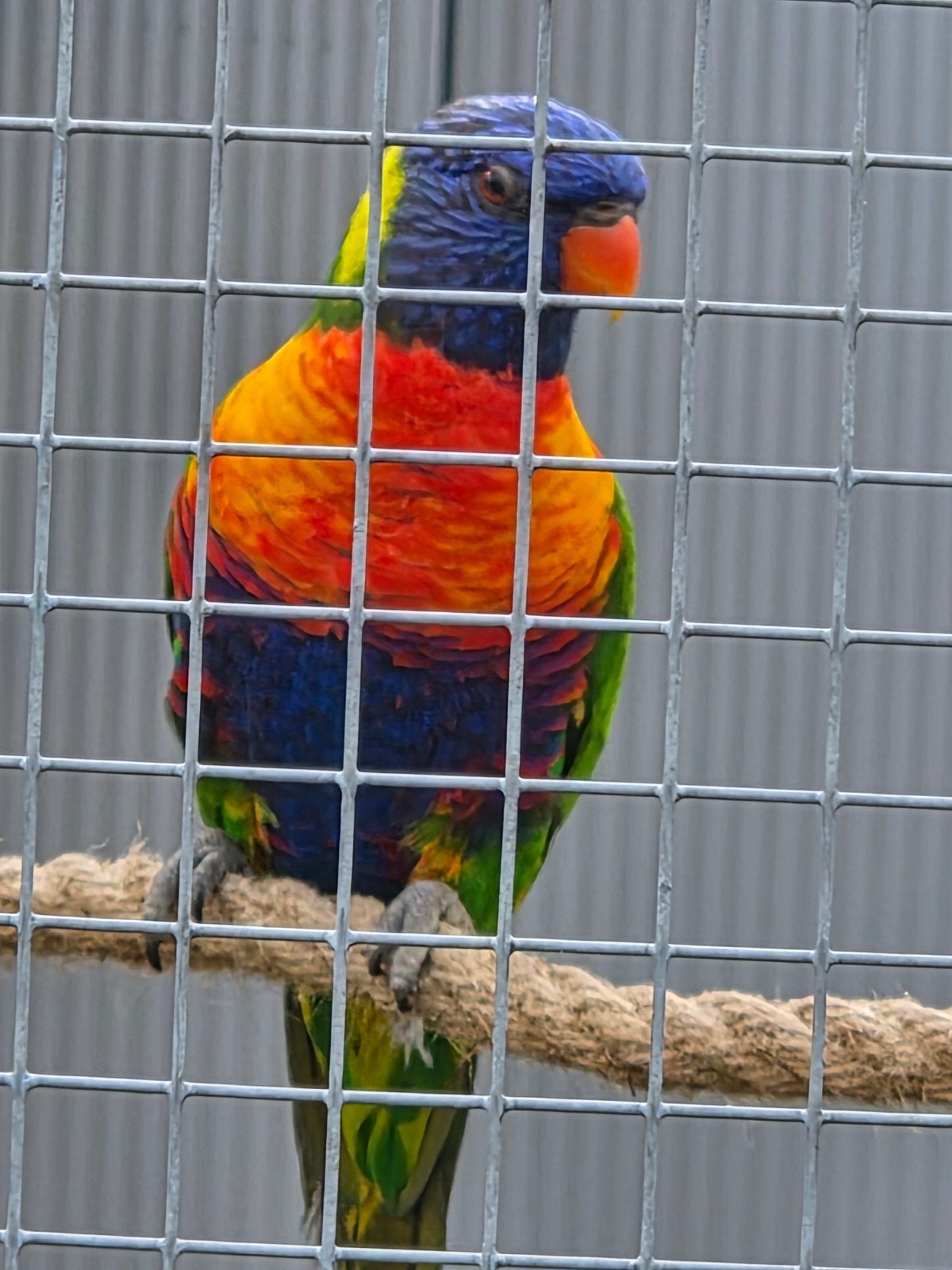 Lori vd blauwebergen, Vrouwelijk, Papegaai