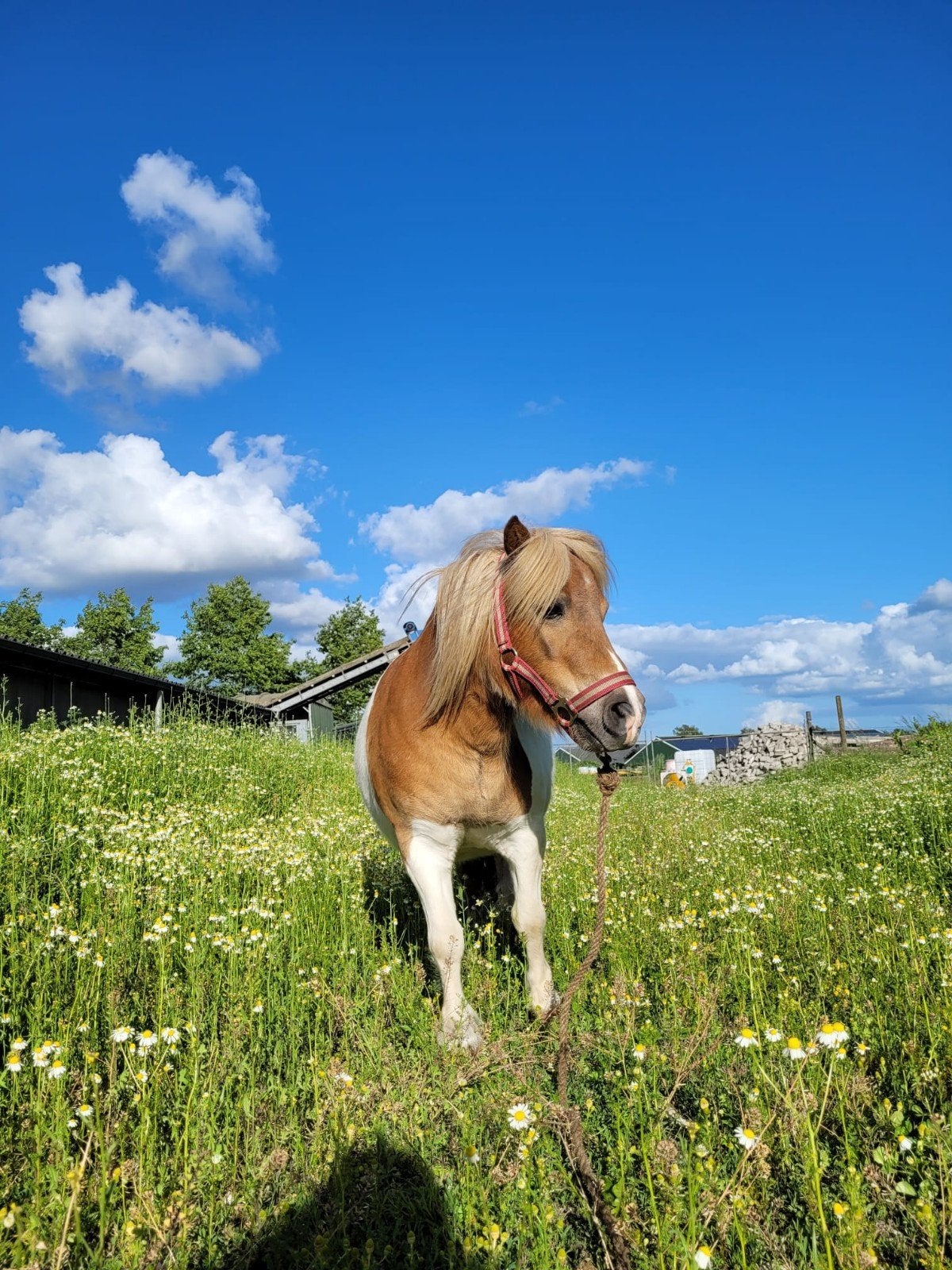 Lieve shetland pony's te koop!, Merrie, A pony (tot 1.17m), Recreatiepony, Met stamboom