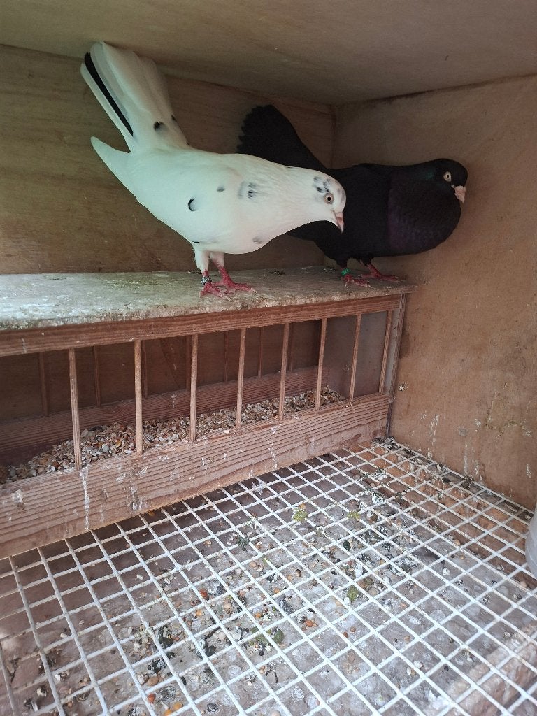 Oosterse rollers vlieg type, Dieren en Toebehoren, Vogels | Duiven, Tuimelaar of Roller, Meerdere dieren