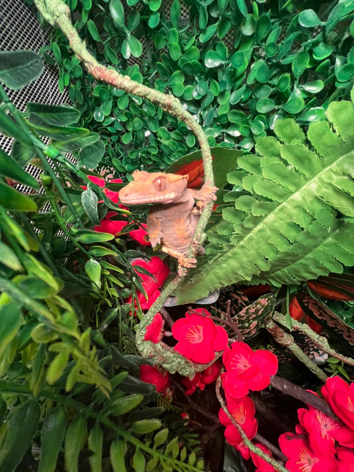 Mooie volwassen wimpergekko mannetje, Dieren en Toebehoren, Overige soorten, Tam, 3 tot 6 jaar