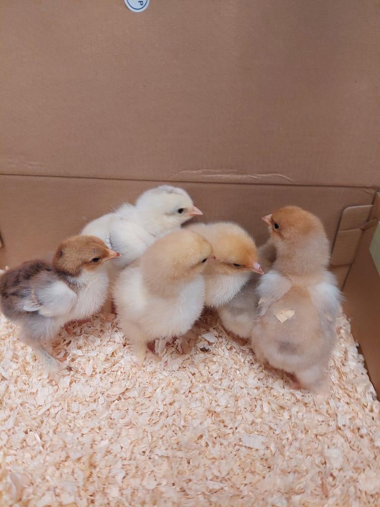 Gesekste Brahma groot kuikens, Dieren en Toebehoren, Pluimvee, Vrouwelijk, Kip