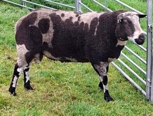 Bonte ram, schaap te koop, Dieren en Toebehoren, Mannelijk, Schaap, 3 tot 5 jaar