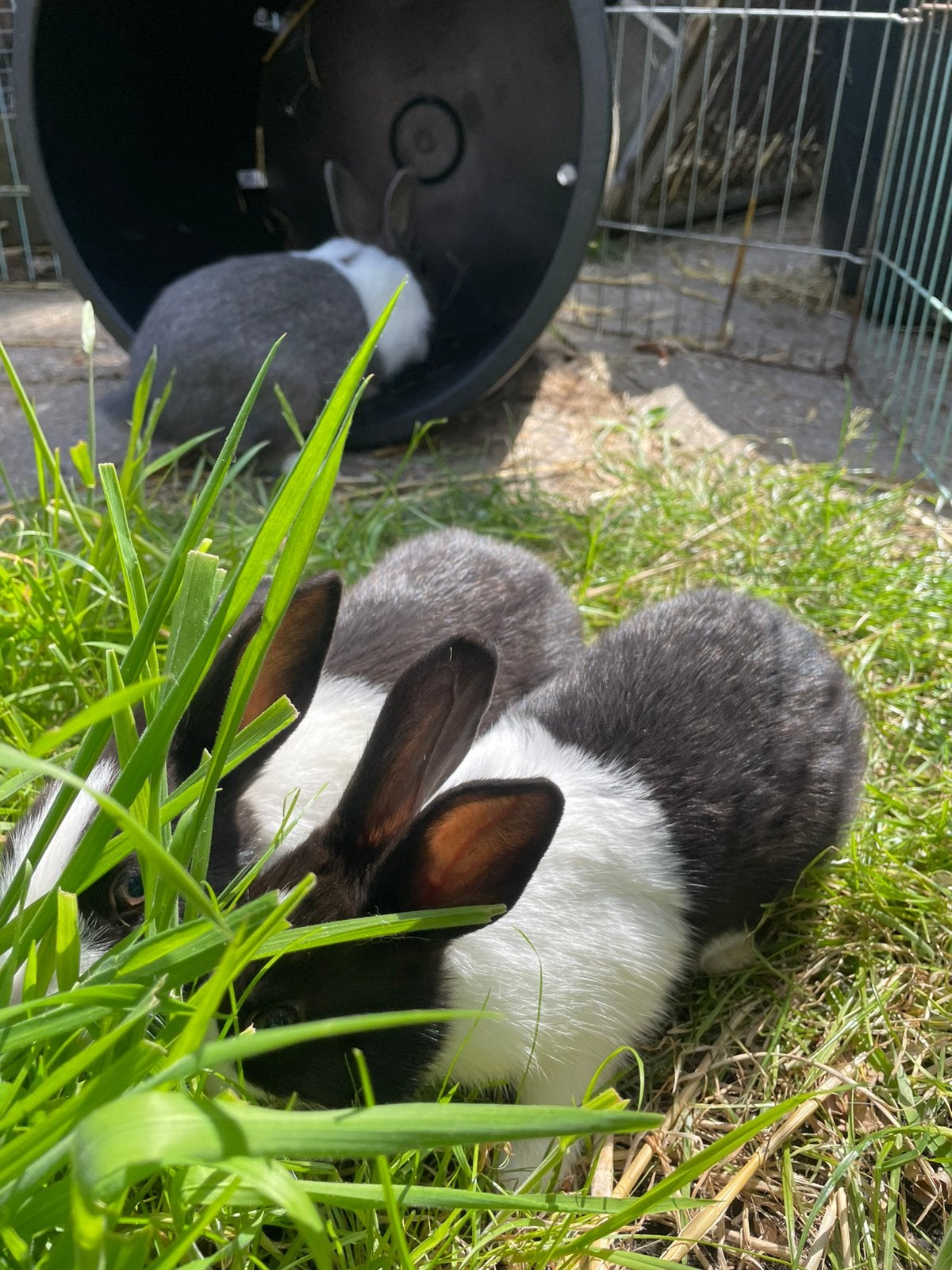 Mooie jonge hollander konijnen, Dieren en Toebehoren, Konijnen, Meerdere dieren, Klein, 0 tot 2 jaar