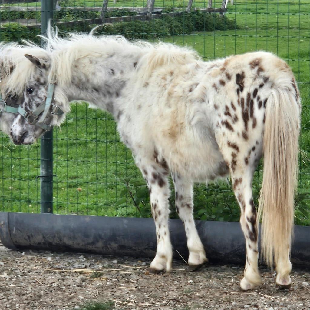 3 Fantastisch Leuke Mini Hengstjes. Appaloosa, Zilverappel, Dieren en Toebehoren, Pony's, Niet van toepassing, 0 tot 2 jaar, Hengst