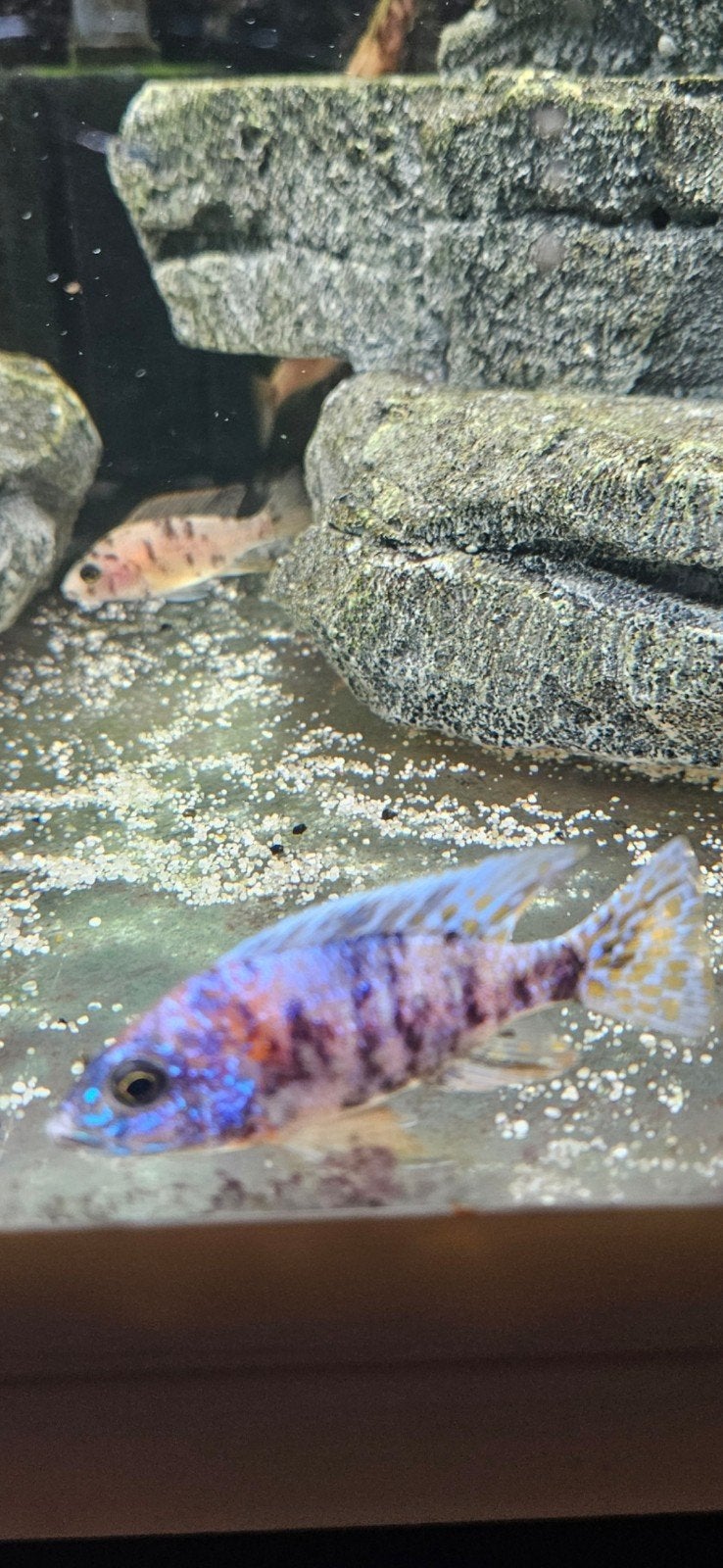 Malawi cichilides ob marmelade multicolor, Vis