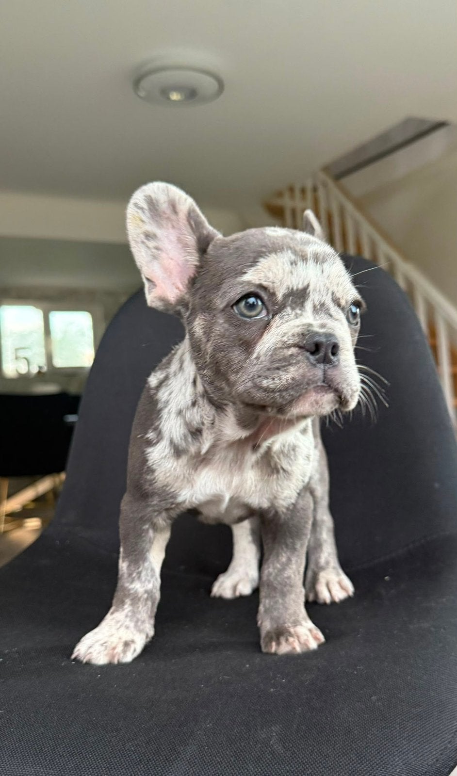 Franse Bulldog puppy’s Merle, Particulier, 8 tot 15 weken, Buitenland, Teef