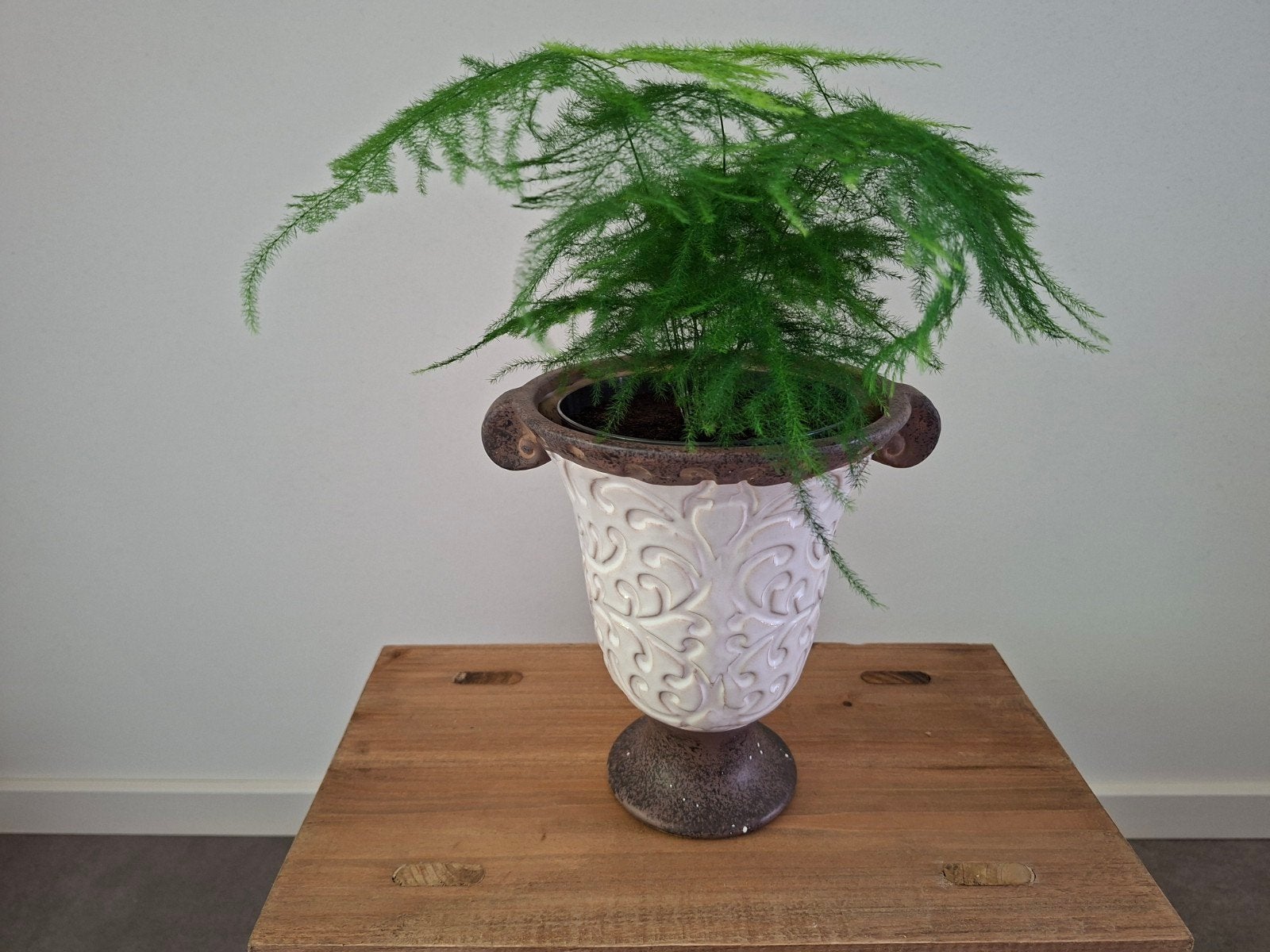 Mooie vintage bloempot met Asparagus Setaceus varen plant, Groene kamerplant, Ophalen, Halfschaduw, Minder dan 100 cm