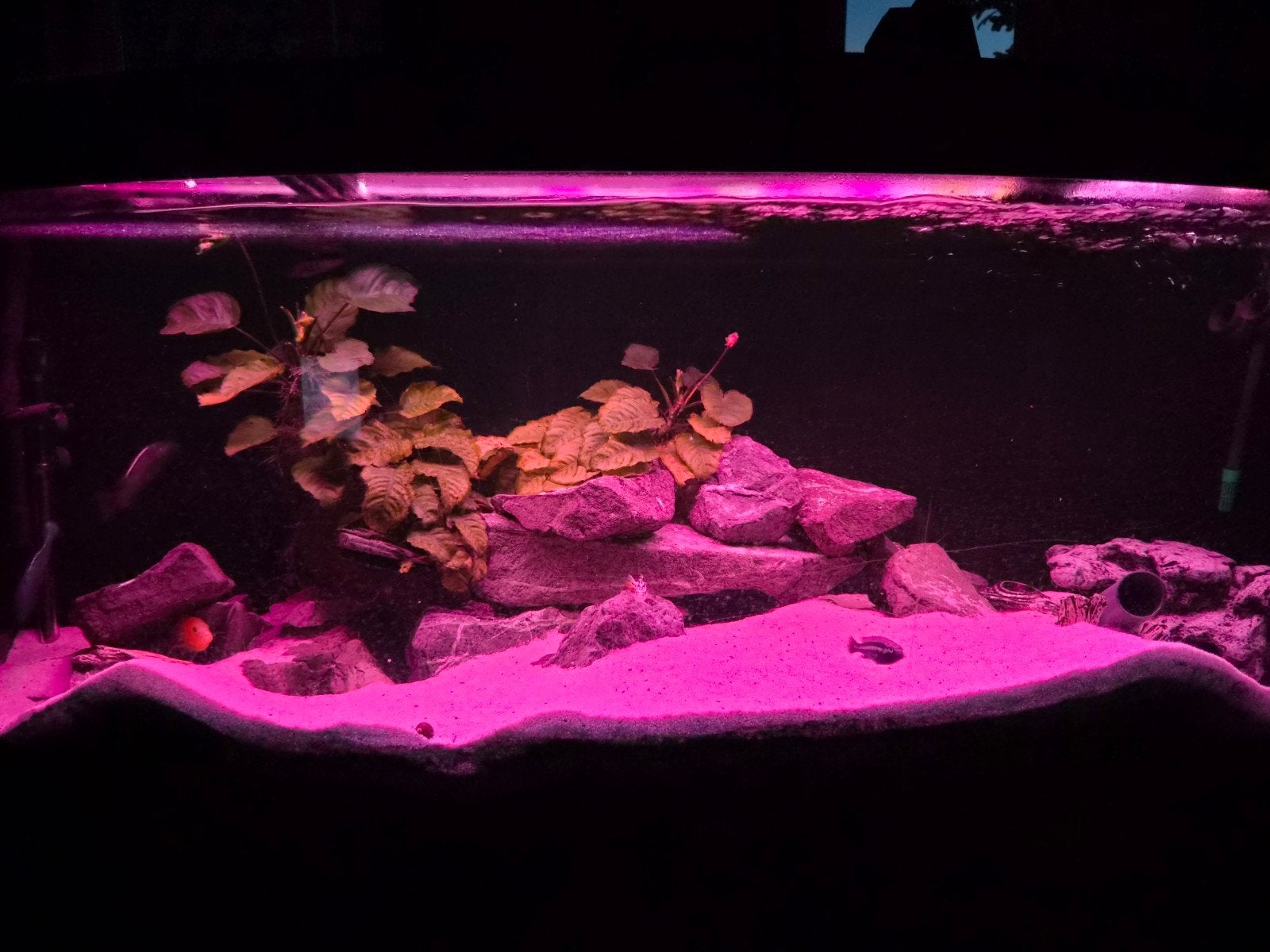 Aquarium juwel vision 450, Dieren en Toebehoren, Ophalen, Zo goed als nieuw, Gevuld zoetwateraquarium
