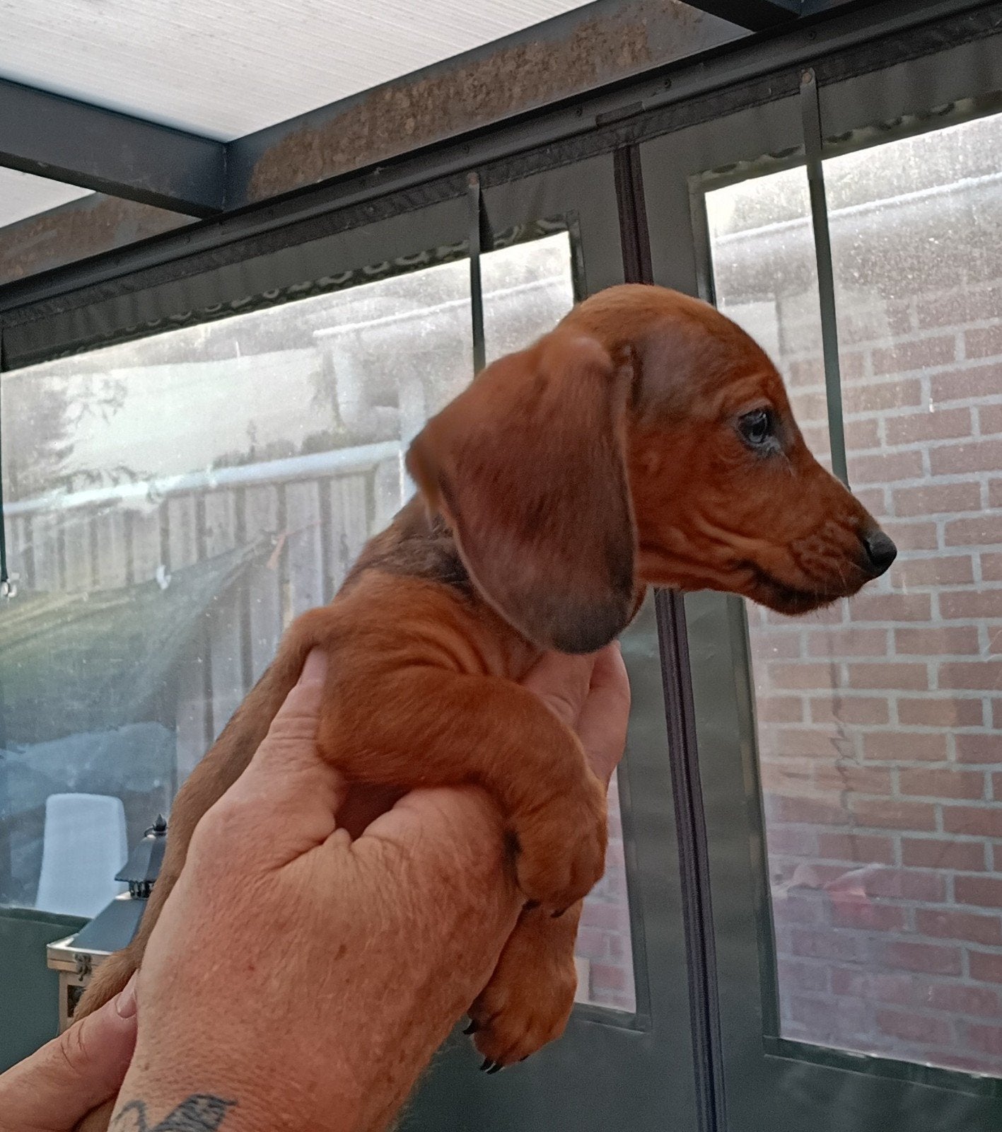 teckel pups, 8 tot 15 weken, Korthaar, Teef, Dwerg