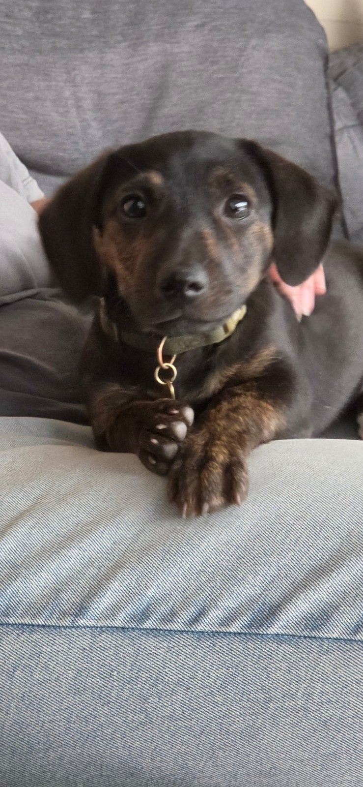 boerenfox x jack russel, Dieren en Toebehoren, Honden | Niet-rashonden, Parvo, 8 tot 15 weken, Teef, Eén hond