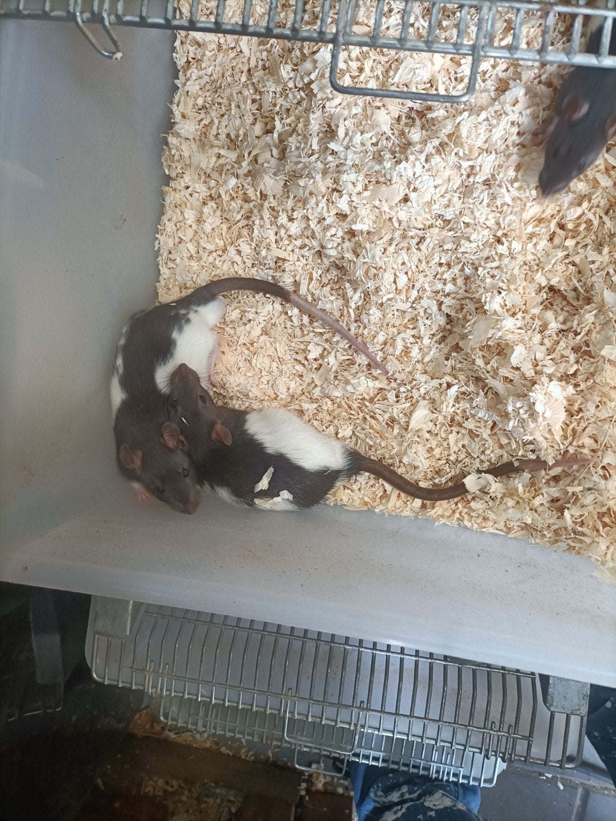 Voeder ratten, Dieren en Toebehoren, Maart, Meerdere dieren, Rat