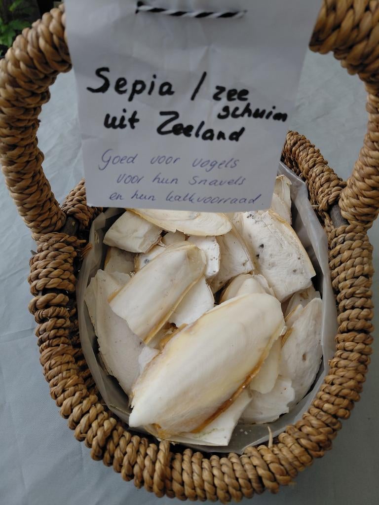Sepia oftewel zeeschuim van de Zeeuwse kust, Ophalen, Nieuw, Zand en Verzorging