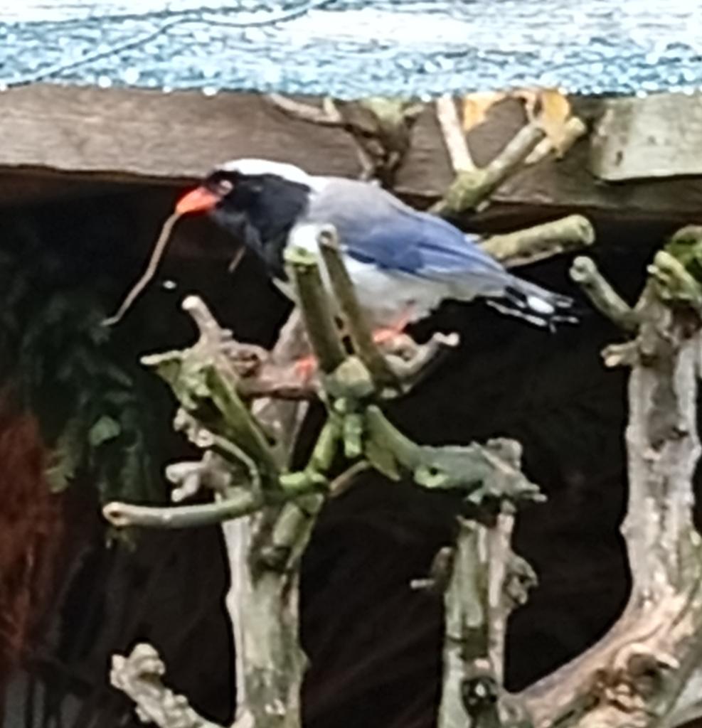 Rotschnabelkitta, Dieren en Toebehoren, Vogels | Overige Vogels, Mannelijk