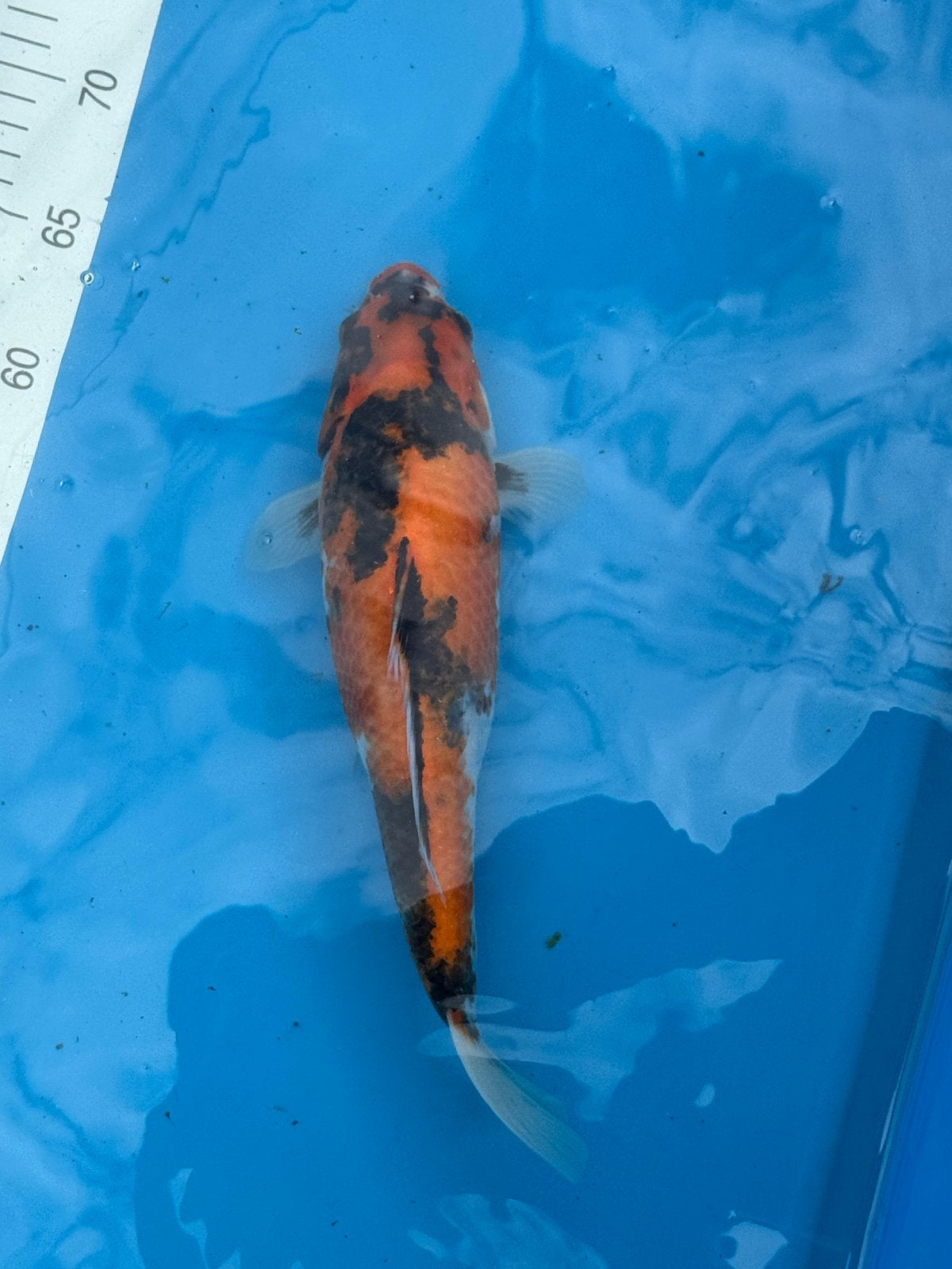 koi, Karper of Koi