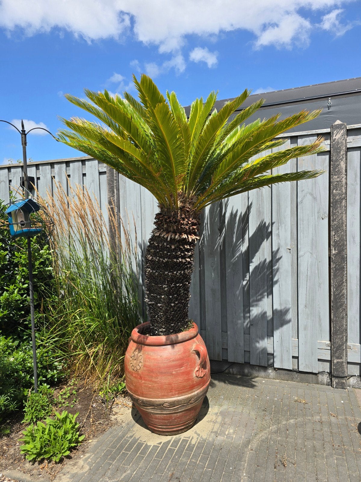 Grote Cycas Revoluta in terracotta pot, Ophalen of Verzenden, Overige soorten, Halfschaduw