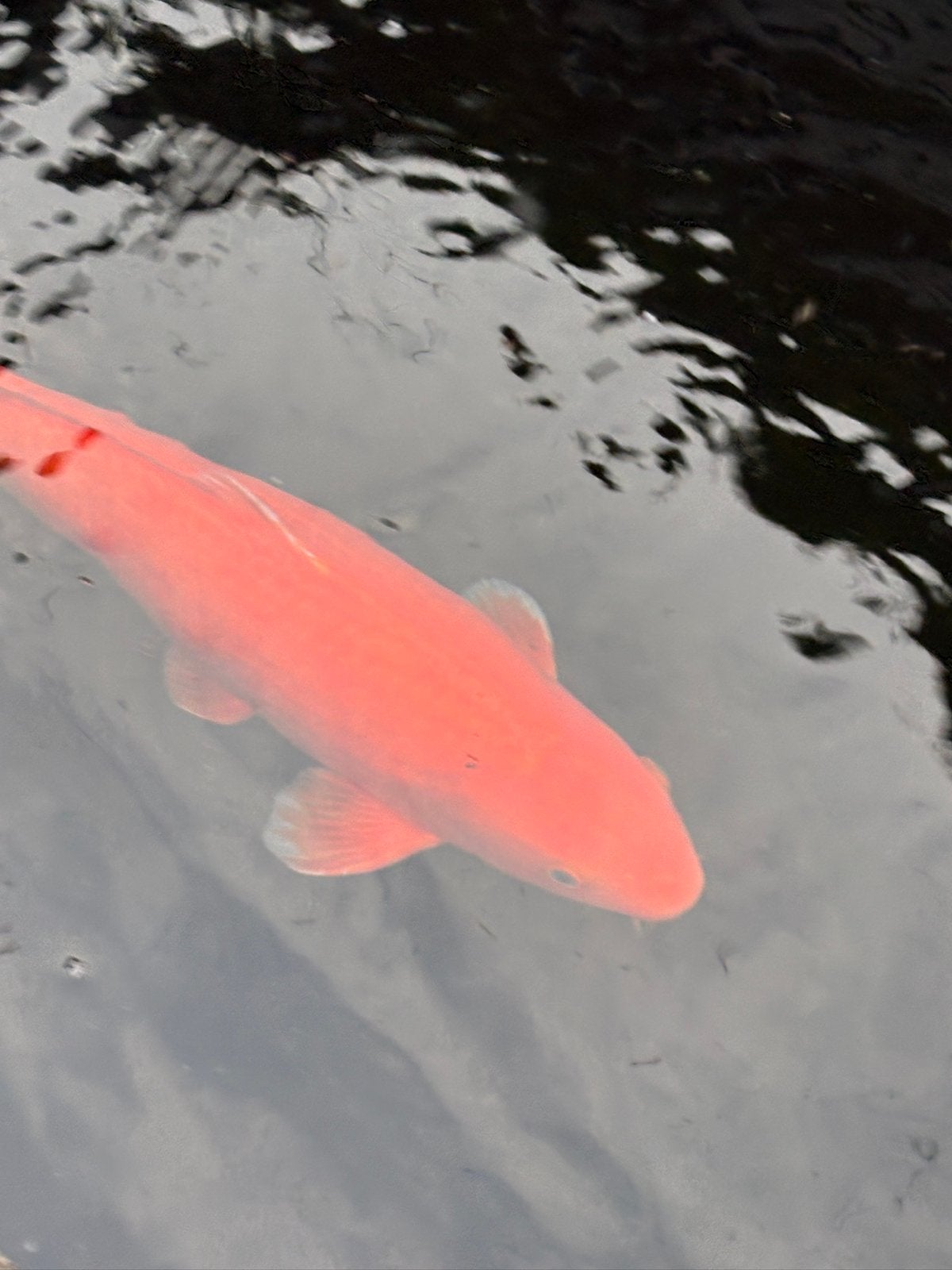 Mooie stabiele oranje koi, Karper of Koi