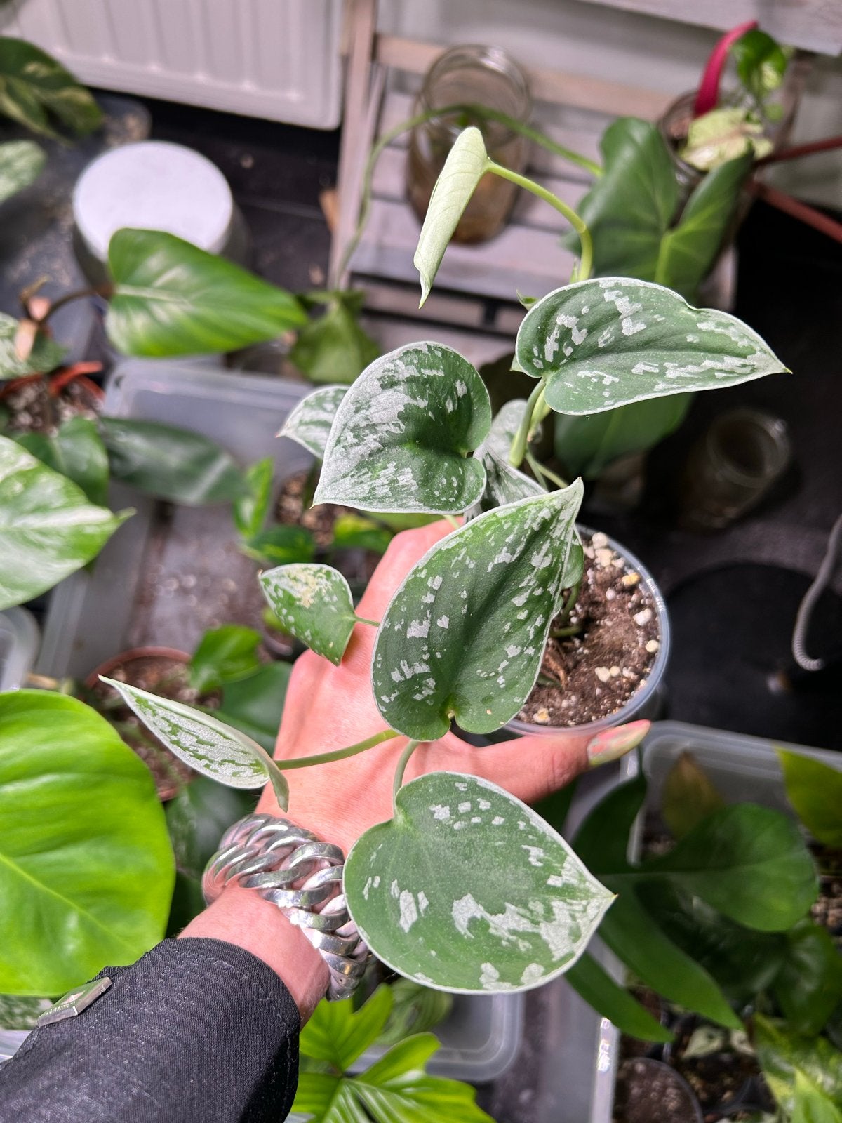Scindapsus Pictus 'Silvery Ann' - Zilverrank, Ophalen of Verzenden, Halfschaduw, Minder dan 100 cm