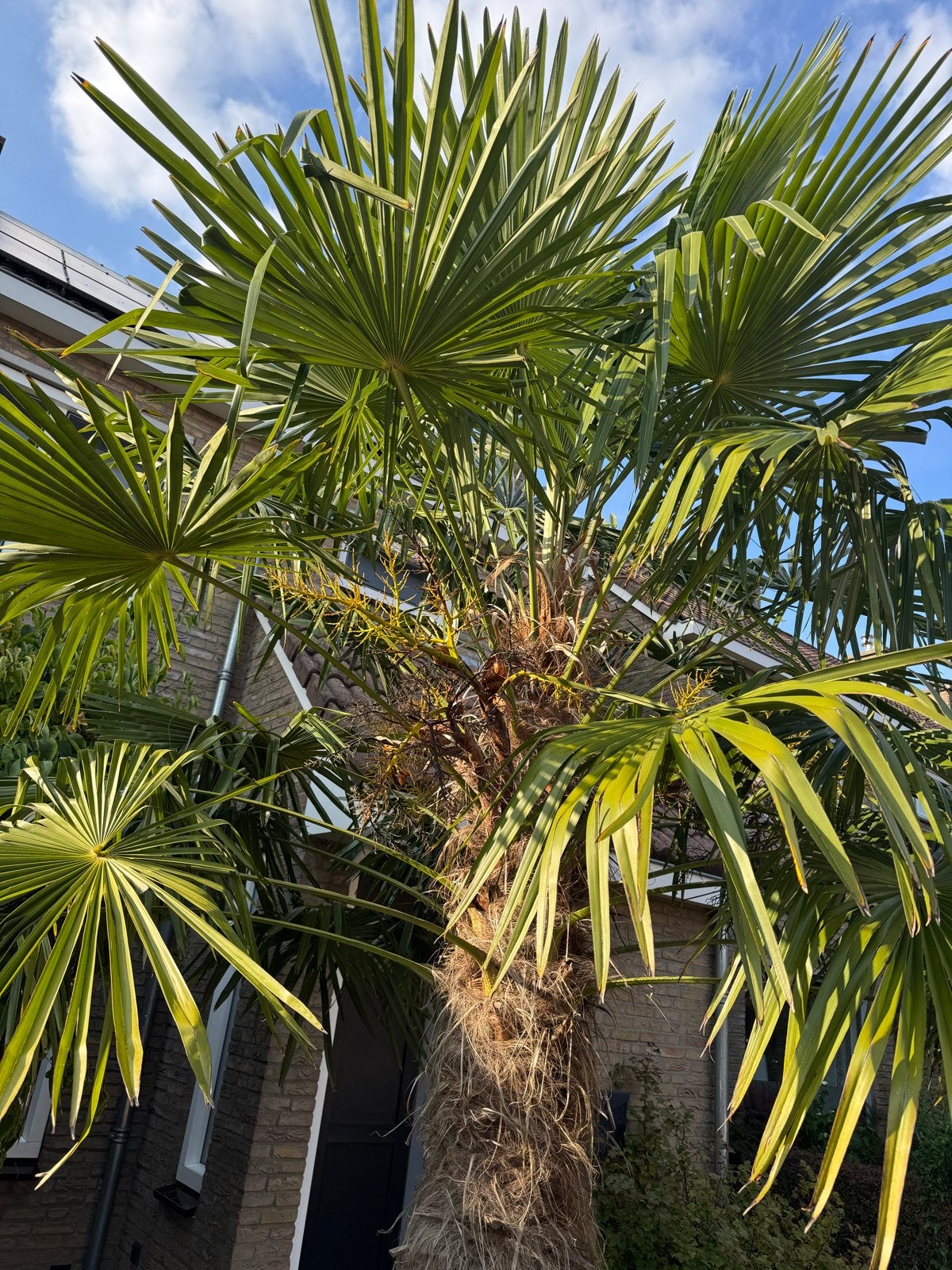 Grote Trachycarpus fortunei palmboom (4-4,5m hoog), Tuin en Terras, Planten | Bomen, Ophalen, Palmboom, 400 cm of meer