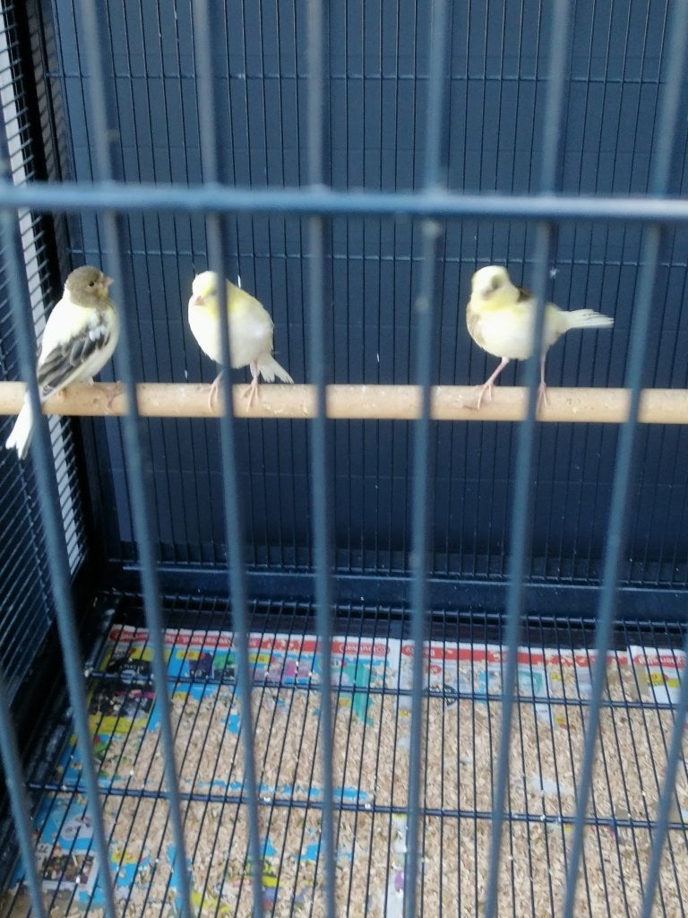 Koppeltje kanaries en 3 jongen, Meerdere dieren, Kleurkanarie