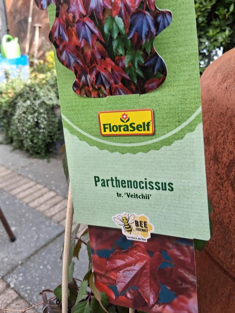 Wilde Wijnstok , Parthenocissus tr. 'Veitchii' - rood herfst, Tuin en Terras, Planten | Tuinplanten, Ophalen, Volle zon, Vaste plant