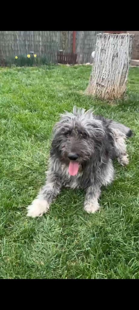Lieve Balu zoekt een baasje!, 1 tot 2 jaar, Buitenland, Eén hond, Reu