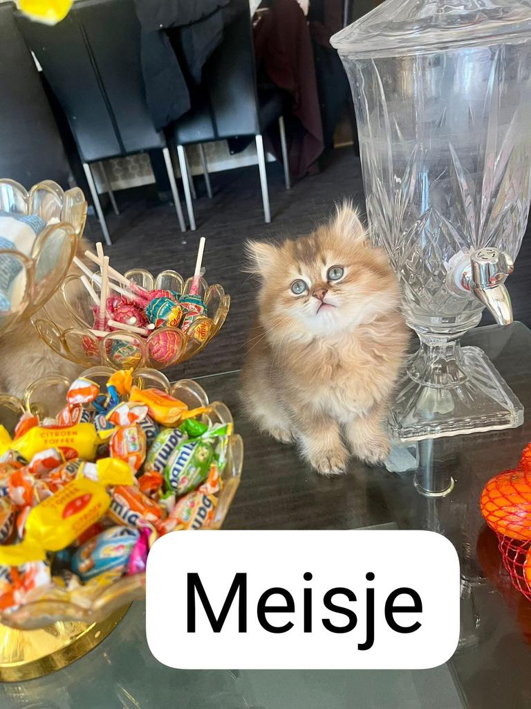 Golden langhaar kittens, Meerdere dieren, 0 tot 2 jaar