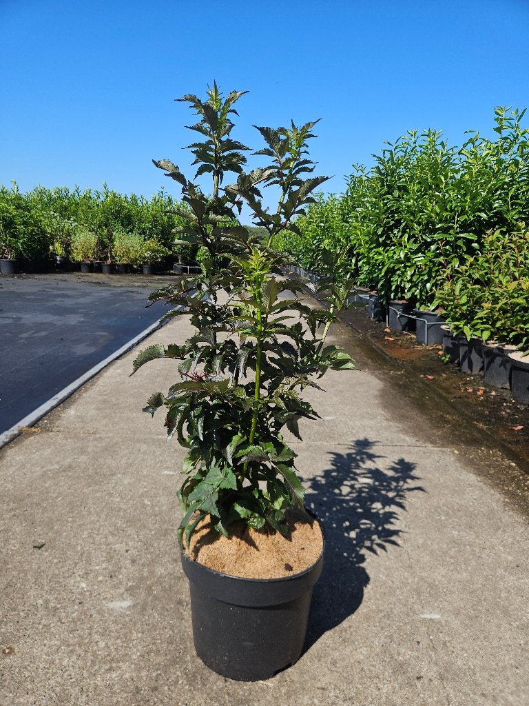 sambucus nigra black tower, Ophalen, Overige soorten, Volle zon