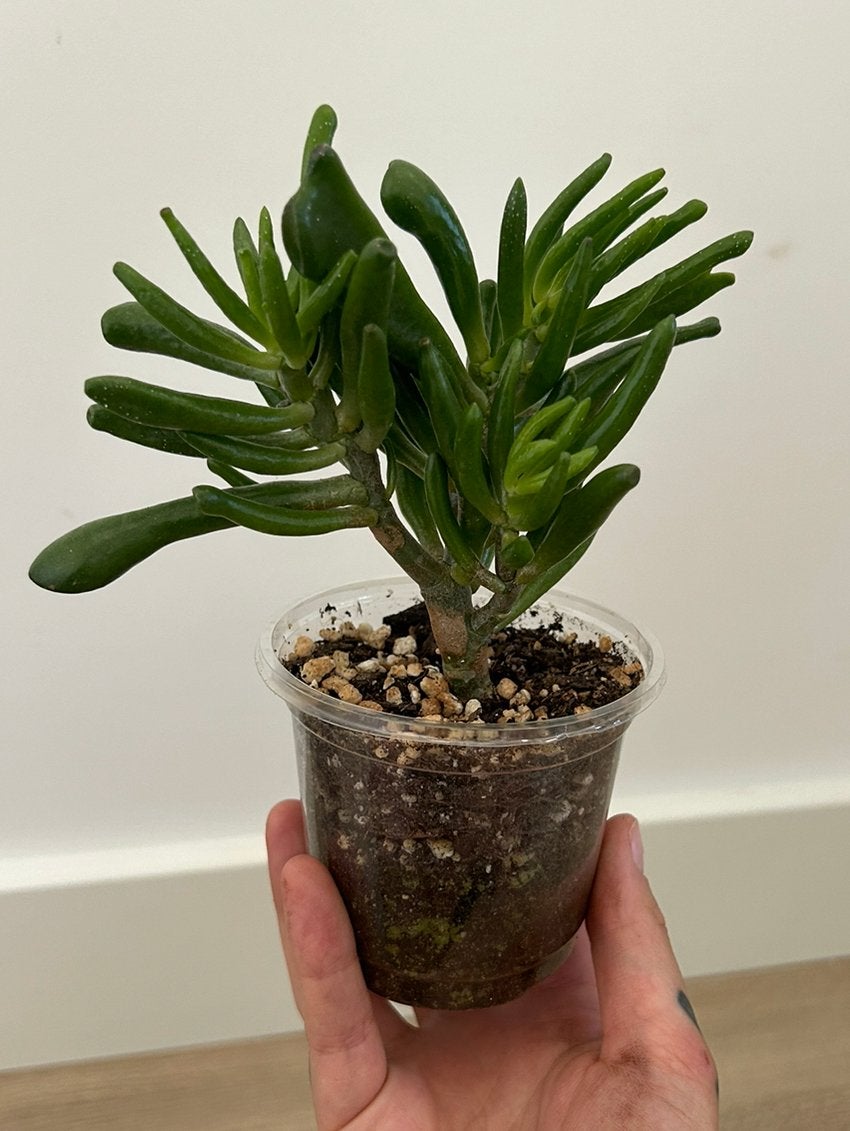 Crassula Ovata Gollum - 3€ or free, Huis en Inrichting, Kamerplanten, Minder dan 100 cm, Halfschaduw, Ophalen
