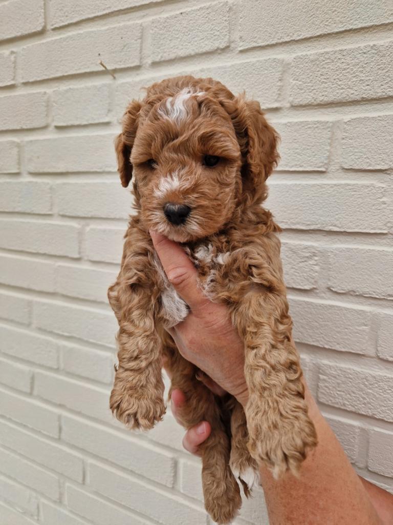 australian labradoodle pup mini / reutje, Parvo, 8 tot 15 weken, Meerdere, Nederland