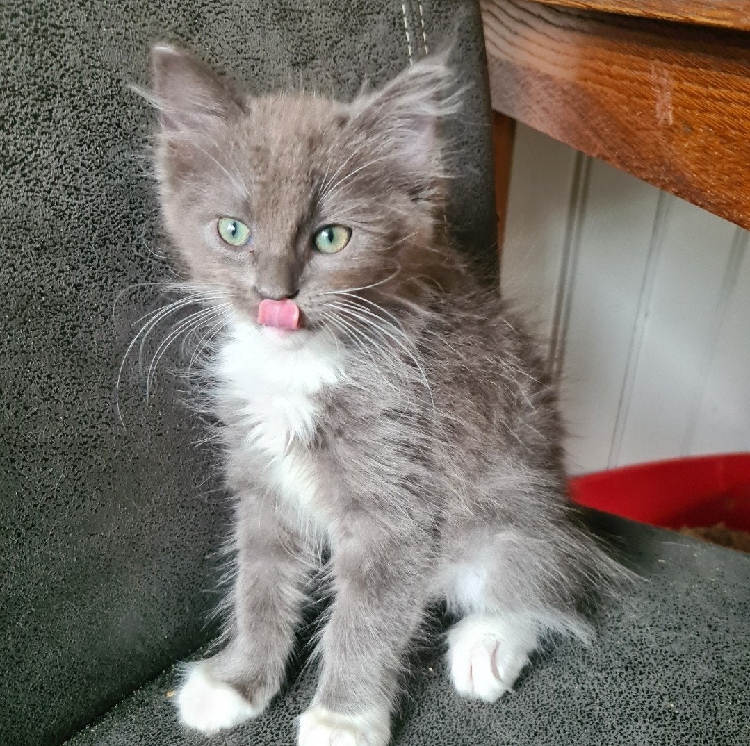 Mainecoon x Ragdoll kittens, Dieren en Toebehoren, Katten en Kittens | Raskatten | Langhaar, Meerdere dieren, Ontwormd, 0 tot 2 jaar