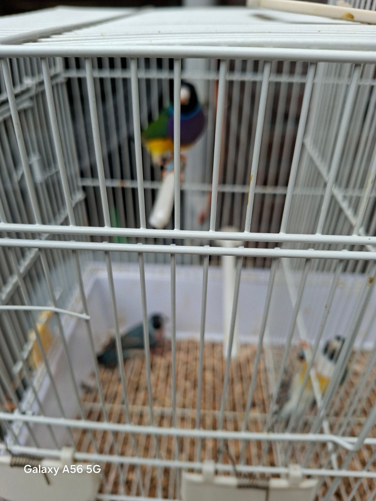 gouldamadines blauw-split blauw, Dieren en Toebehoren, Vogels | Overige Vogels, Meerdere dieren