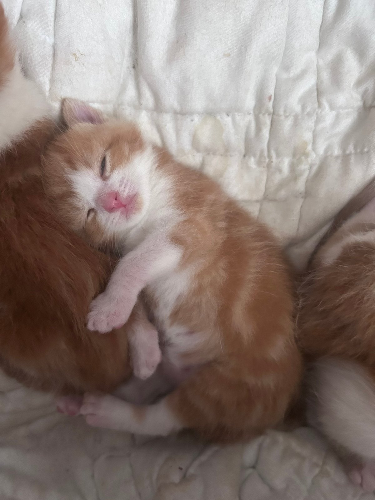 Schattige rode kittens, Dieren en Toebehoren, Katten en Kittens | Overige Katten, Meerdere dieren