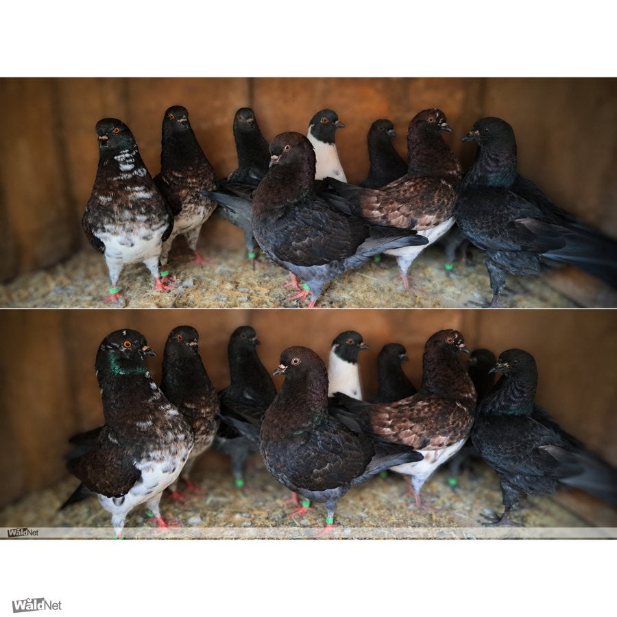 gratis bieden op 10 jonge Modena sierduiven, Dieren en Toebehoren, Vogels | Duiven, Meerdere dieren, Overige soorten