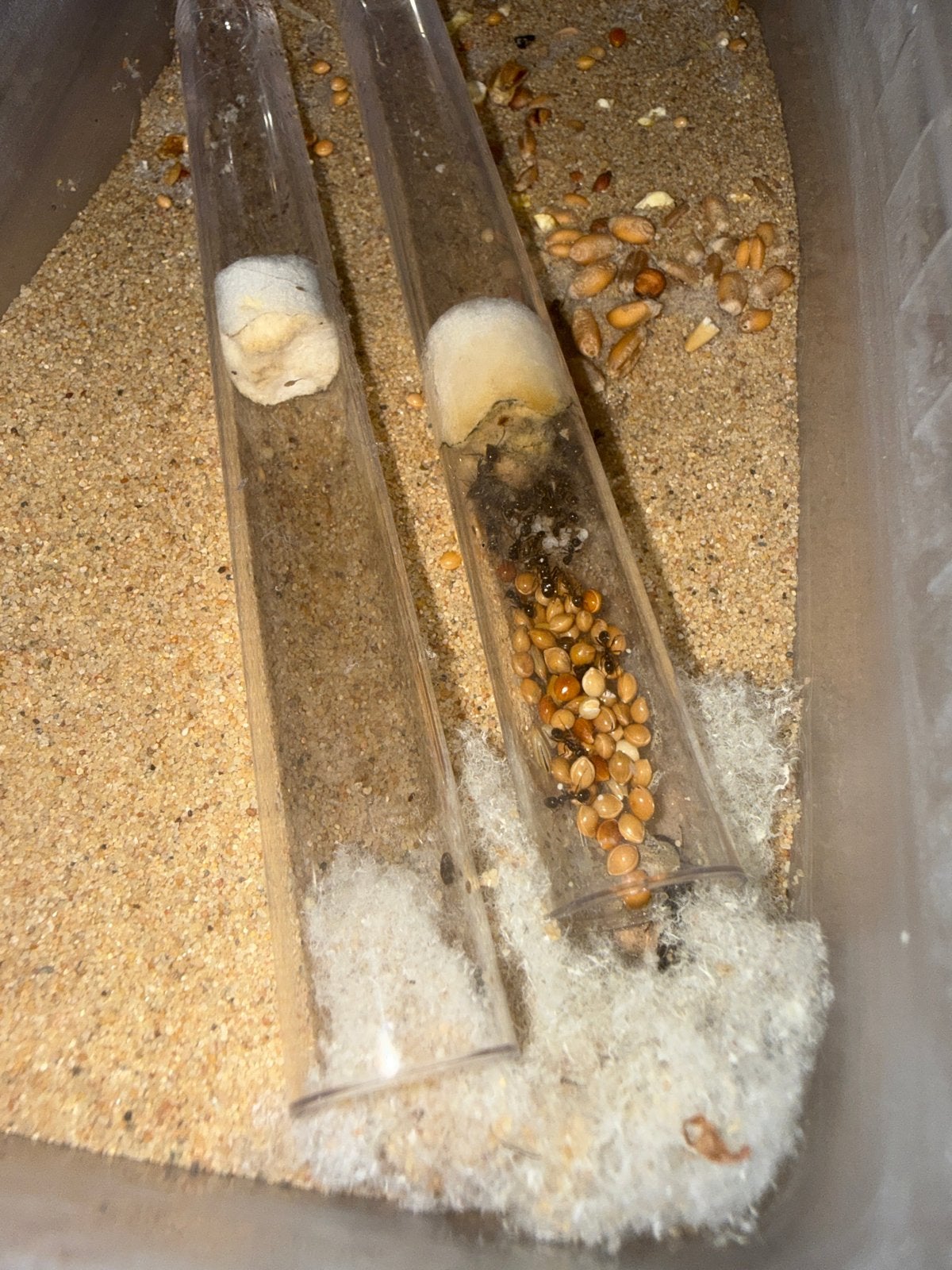 Messor barbarus mieren kolonie