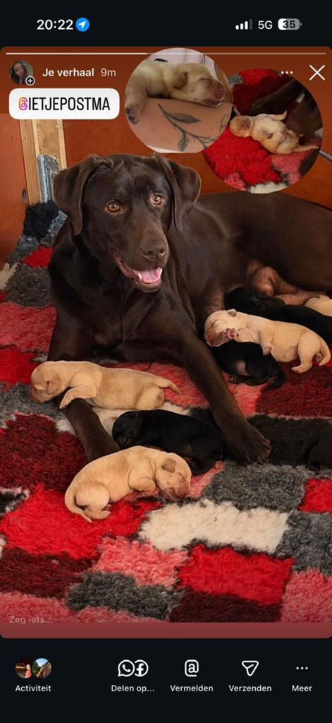 Prachtige labrador pups (red fox, zwart & blond), Parvo, Overige rassen, 8 tot 15 weken, Meerdere