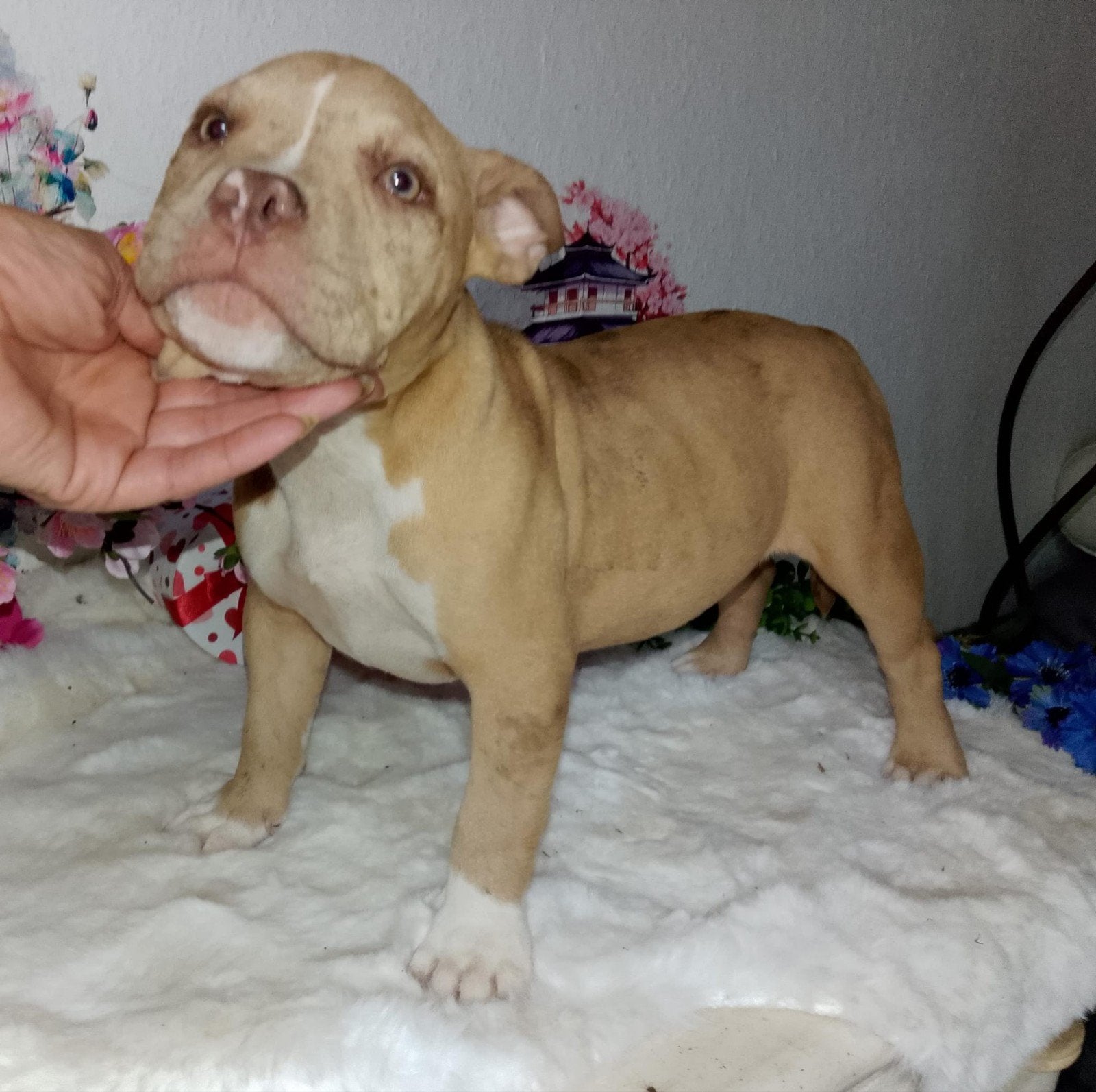 Super mooi Chester lijn Exotic micro ABKC bully meisje, Dieren en Toebehoren, Overige rassen, 8 tot 15 weken, Teef, Parvo