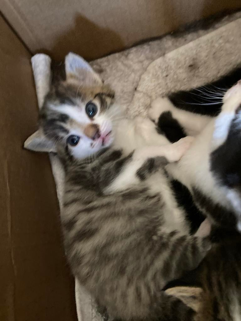 Lieve kittens, Kater