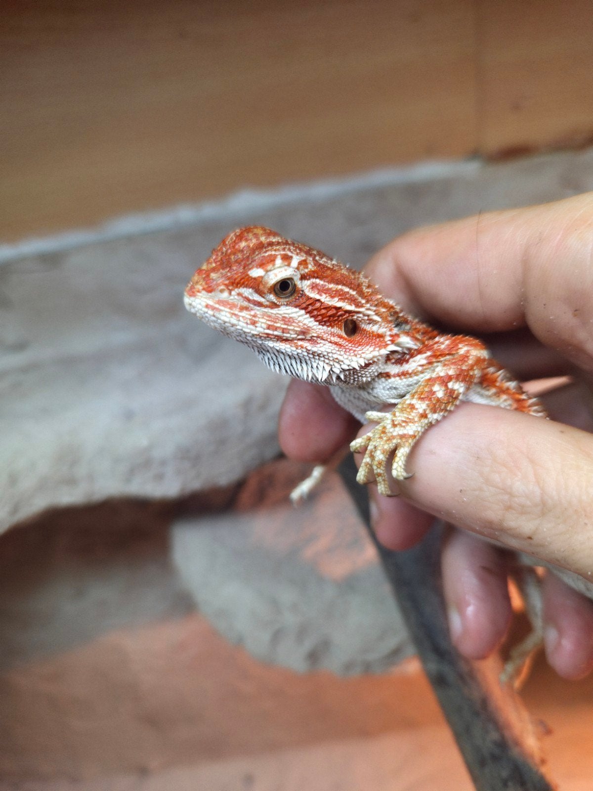 Mooie red baardagaam vrouwtje  aangeboden, Dieren en Toebehoren, Reptielen en Amfibieën, Hagedis, Tam, 0 tot 2 jaar