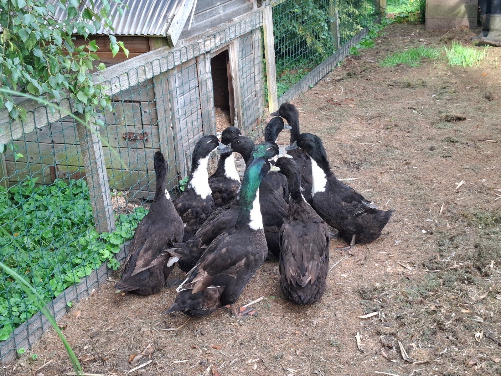 Eenden, Dieren en Toebehoren, Pluimvee, Meerdere dieren, Eend