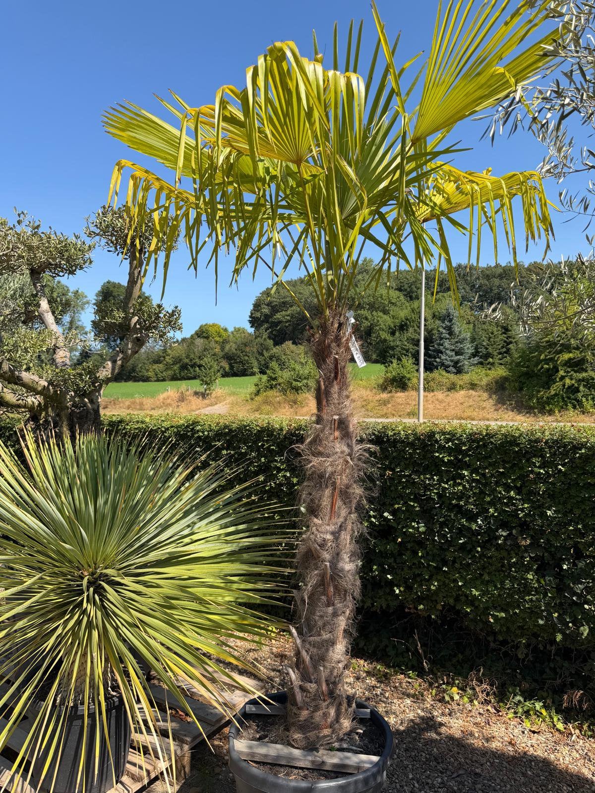 Trachycarpus Fortunei Palmboom, Ophalen of Verzenden, 100 tot 250 cm, Zomer, Palmboom