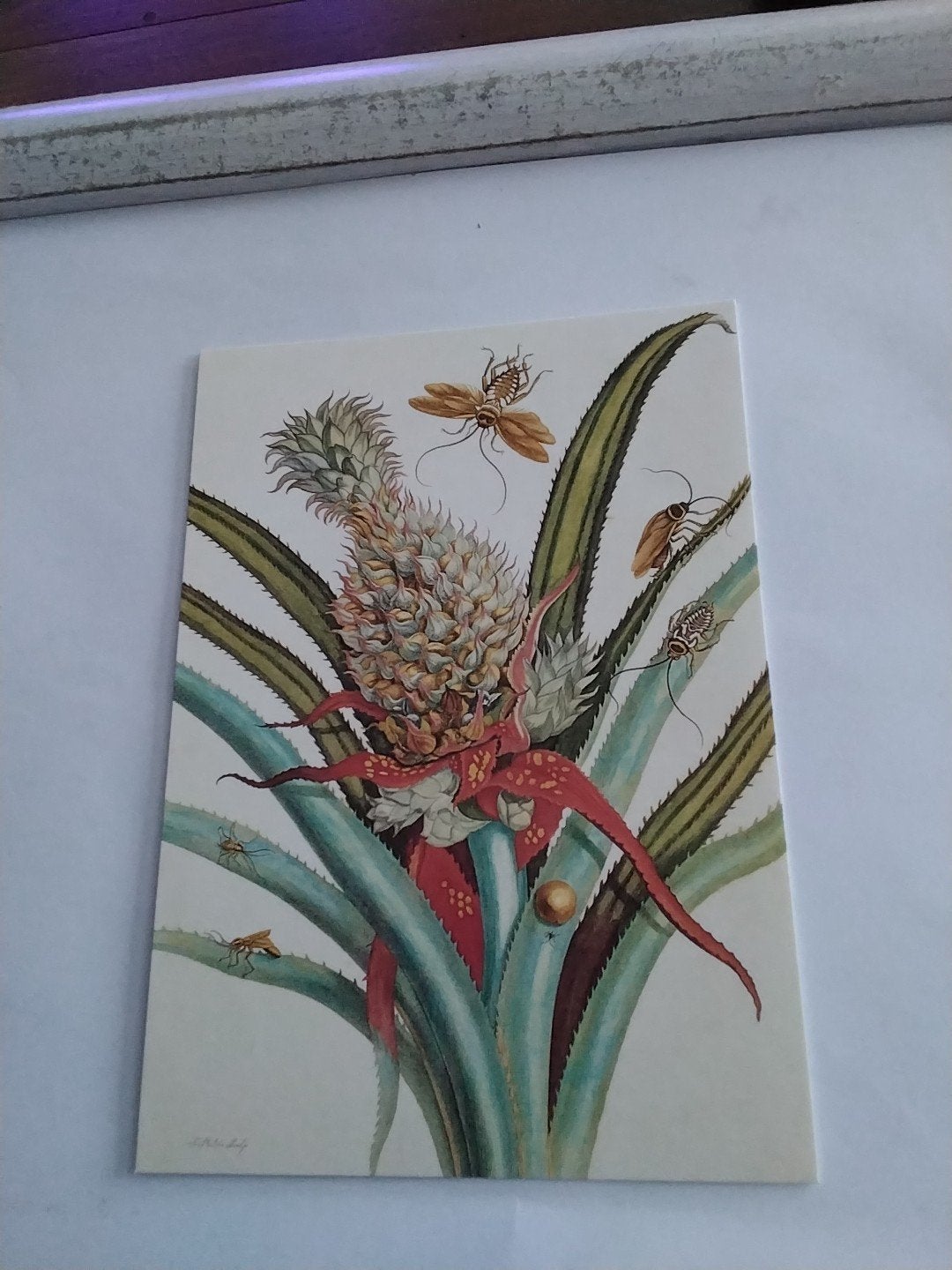 Ansichtkaart Maria Sibylla Merian Ananas metinsecten, Ophalen of Verzenden, Voor 1920, Ongelopen