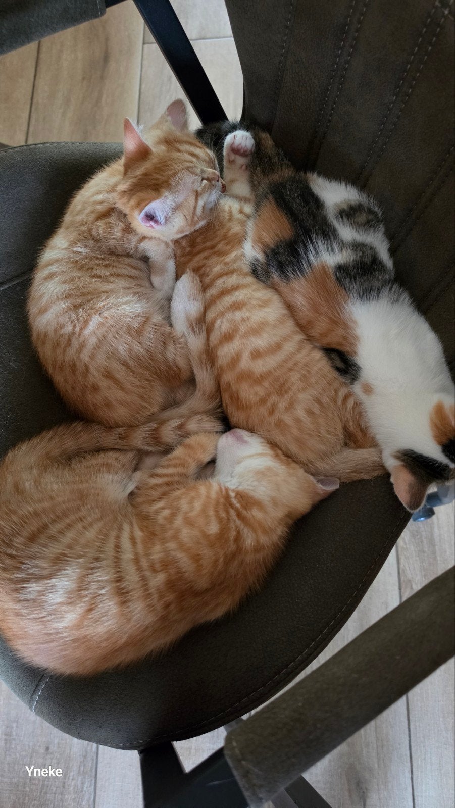 Kittens 3 rode en 1 schildpad poesje, Meerdere dieren