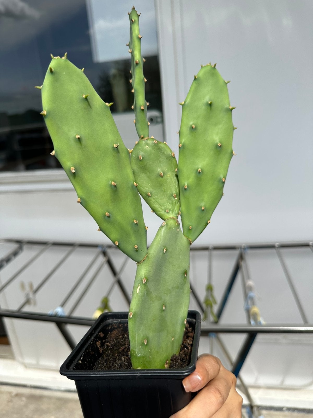 Cactus kamerplant, Tuin en Terras, Planten | Tuinplanten, Ophalen, Overige soorten, Volle zon