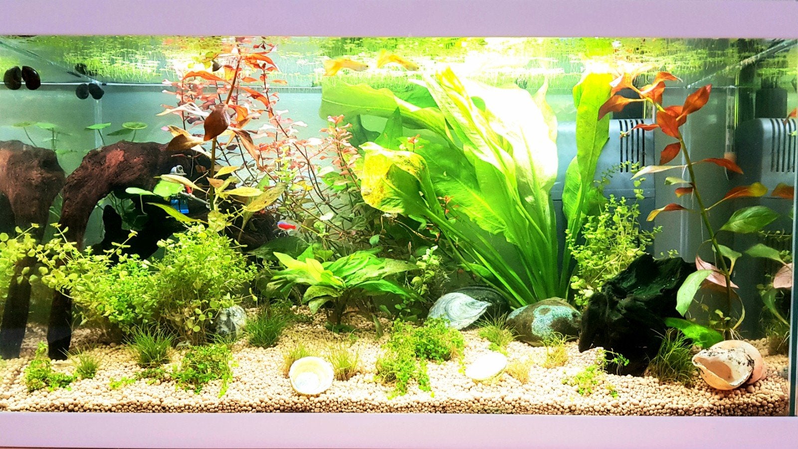 Aquarium - 60L - leeg - met alle toebehoren, Ophalen, Inclusief toebehoren, Zo goed als nieuw, Leeg aquarium