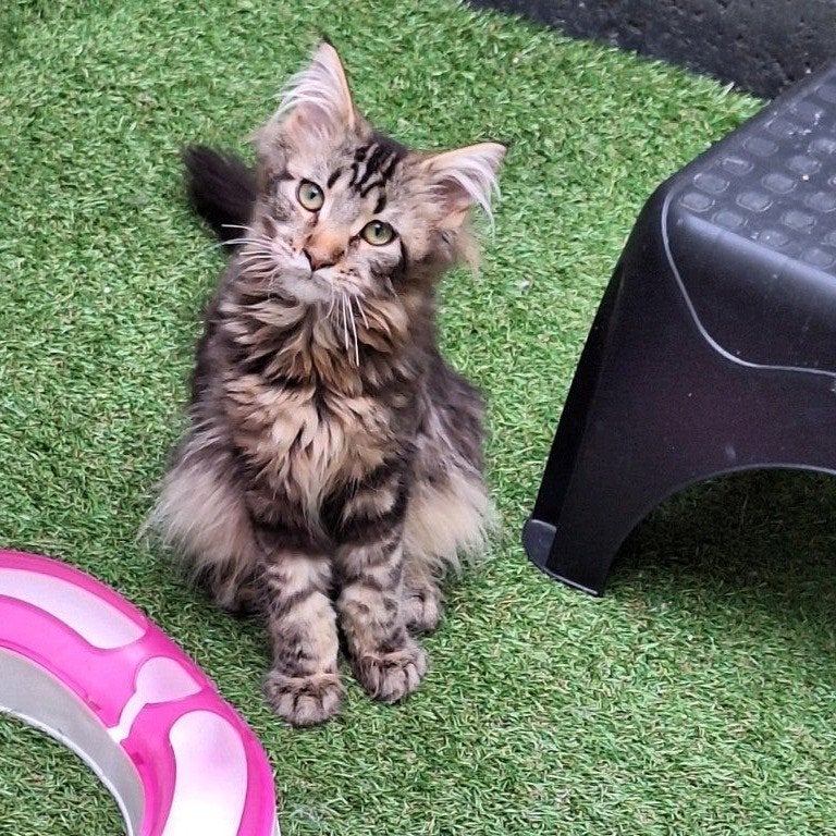 100% maine Coon kittens, Meerdere dieren, Gechipt, 0 tot 2 jaar