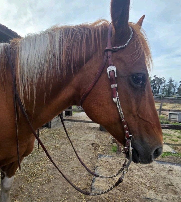 Uniek western showhoofdstel en reins, Dieren en Toebehoren, Ophalen of Verzenden, Gebruikt, Western, Hoofdstel