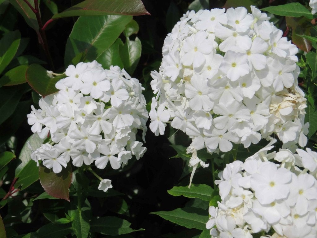 Vaste plant: Witte phlox 5 euro, Tuin en Terras, Volle zon, Vaste plant, Zomer, Ophalen