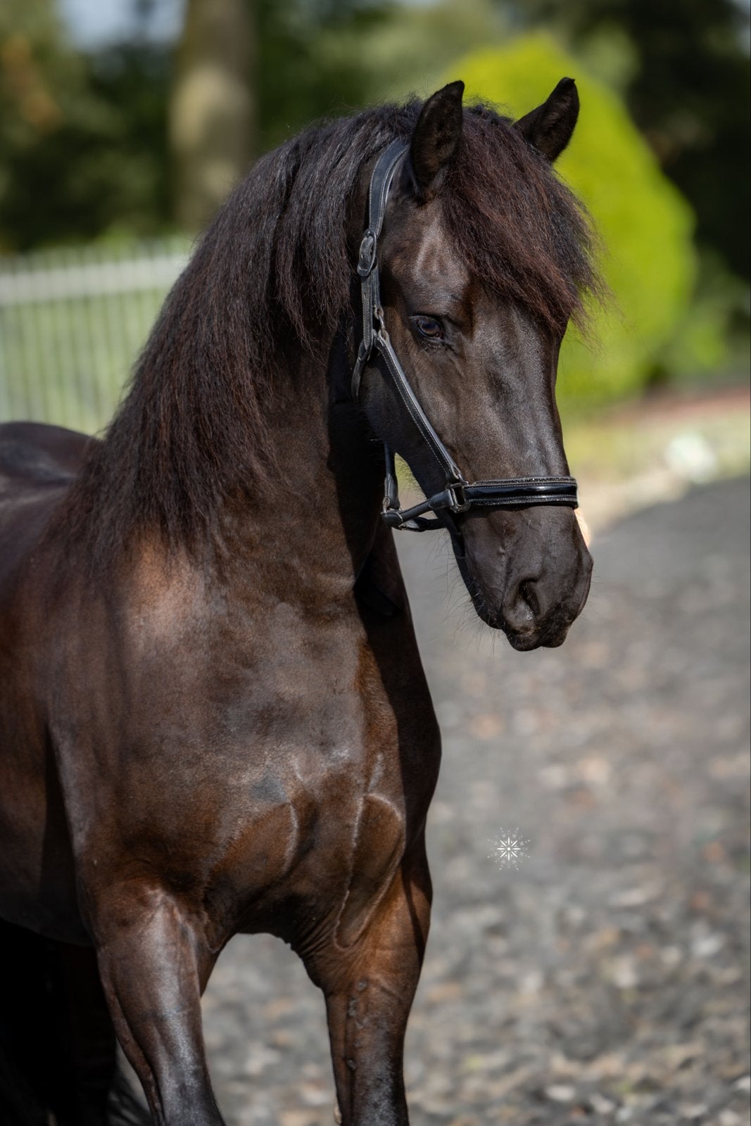 Prachtige bijna 3 jarige friese ruin Fryso 518 x Tsjalle 454, Ruin, Dressuurpaard, 3 tot 6 jaar